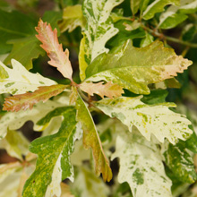 Quercus petraea 'Włodzimierz Seneta' – dąb bezszypułkowy 'Włodzimierz Seneta'