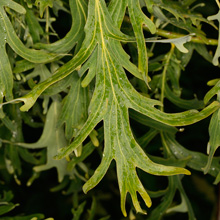 Quercus robur 'Posnania' – dąb szypułkowy 'Posnania'