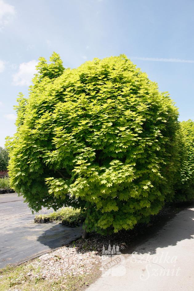 Acer platanoides 'Gurba' – Spitzahorn 'Gurba'