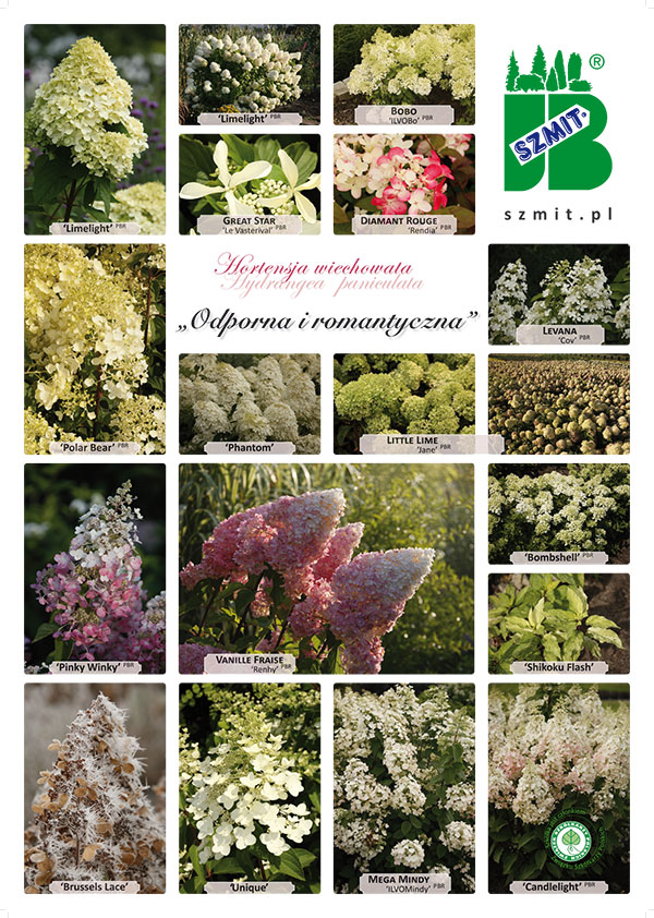 New poster "Hydrangea paniculata – Resistant and Romantic"