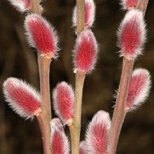 Salix gracilistyla 'Mt Aso' – wierzba smukłoszyjkowa 'Mt Aso'