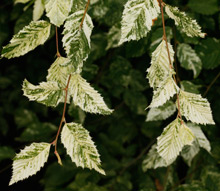 Carpinus betulus 'Foliis Argenteovariegatis Pendula' – grab pospolity 'Foliis Argenteovariegatis Pendula'