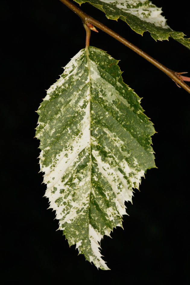 Carpinus betulus 'Foliis Argenteovariegatis Pendula' - grab pospolity 'Foliis Argenteovariegatis Pendula'