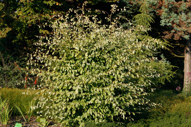 Carpinus betulus 'Foliis Argenteovariegatis Pendula' - grab pospolity 'Foliis Argenteovariegatis Pendula'