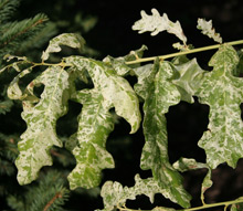 Quercus robur 'Jan Zamoyski' – dąb szypułkowy 'Jan Zamoyski'