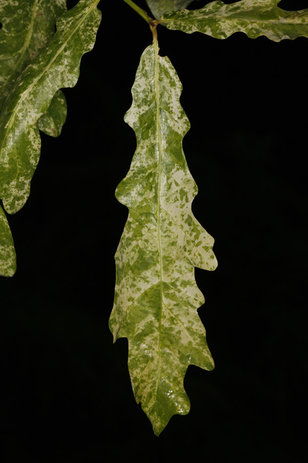 Quercus robur  'Jan Zamoyski' – dąb szypułkowy 'Jan Zamoyski'